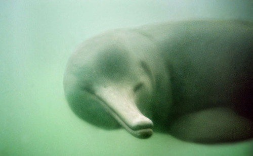 Озерный дельфин