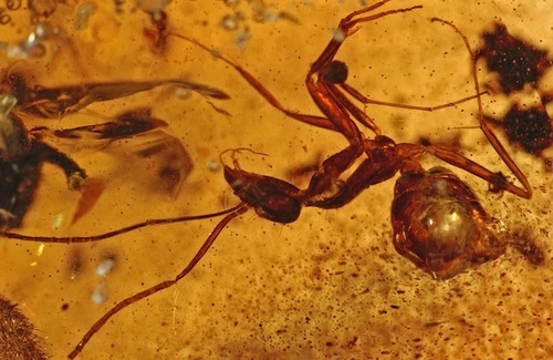 amber-ant.jpg