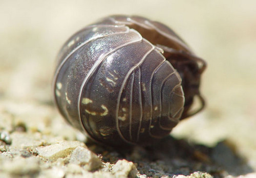 pz-PillBug.jpg