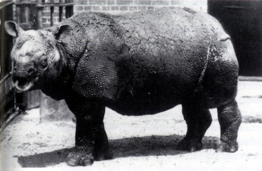 Rhinoceros_sondaicus_in_London_Zoo